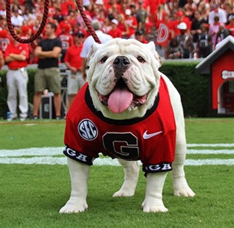 The Uga Mascot and its Influence on Georgia Bulldog Fans